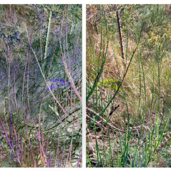 Fotografie getiteld "l'endroit vaut bien…" door Nicolas Lespagnol, Origineel Kunstwerk, Niet gemanipuleerde fotografie Gemon…