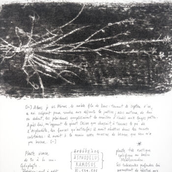 Dessin intitulée "ASPHODELUS RAMOSUS" par Gaele Flao, Œuvre d'art originale, Fusain Monté sur Panneau de bois