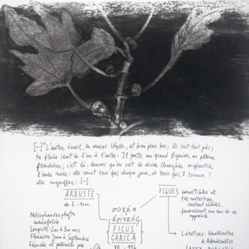 Drawing titled "FICUS CARICA" by Gaele Flao, Original Artwork, Charcoal Mounted on Wood Panel