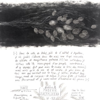 Dessin intitulée "PHOENIX DACTYLIFERA" par Gaele Flao, Œuvre d'art originale, Fusain Monté sur Panneau de bois
