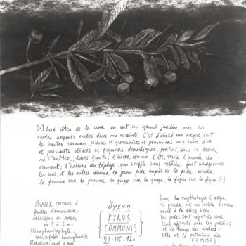 Dessin intitulée "PYRUS COMMUNIS" par Gaele Flao, Œuvre d'art originale, Fusain Monté sur Panneau de bois