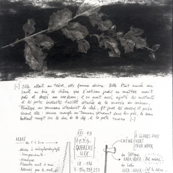 Dessin intitulée "QUERCUS ILEX" par Gaele Flao, Œuvre d'art originale, Fusain Monté sur Panneau de bois