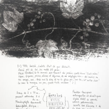 Dessin intitulée "VITIS VINIFERA" par Gaele Flao, Œuvre d'art originale, Fusain Monté sur Panneau de bois