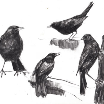 Dessin intitulée "Merles" par Gaele Flao, Œuvre d'art originale, Graphite