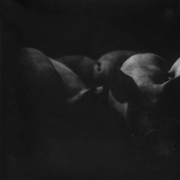 摄影 标题为“Périgord noir 11” 由Sylvie Valem, 原创艺术品, 数码摄影 安装在木质担架架上