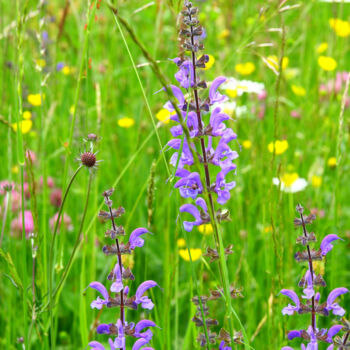 "Fleurs sauvages des…" başlıklı Fotoğraf Monique Pouzet tarafından, Orijinal sanat, Fotoşopsuz fotoğraf