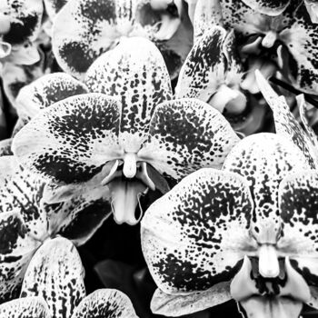 제목이 "The Smiling Orchid…"인 사진 Sanzhi Chieh로, 원작, 디지털