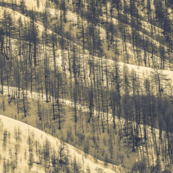 Photography titled "Mélèzes en hiver" by Frederic Bos, Original Artwork, Manipulated Photography