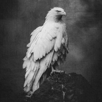 Photography titled "Majestic Avian Port…" by Felipe Hueb, Original Artwork, Digital Photography