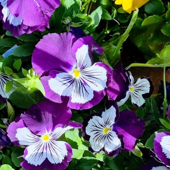 Photographie intitulée "Viola tricolor" par Emma Laflute, Œuvre d'art originale, Photographie non manipulée