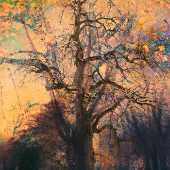 Φωτογραφία με τίτλο "Tree in the park" από Andreas Fink, Αυθεντικά έργα τέχνης, Ψηφιακή φωτογραφία