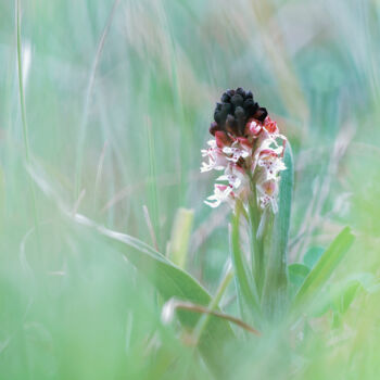 Photography titled "L'Orchis brûlé" by Marc Rémy, Original Artwork, Non Manipulated Photography