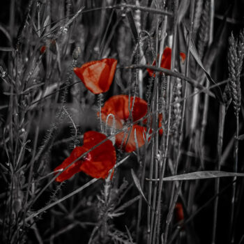 Photographie intitulée "coquelicots" par Alexandre Wilhelm, Œuvre d'art originale, Photographie manipulée