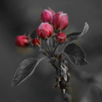 Photographie intitulée "Fleur de pommier" par Alexandre Wilhelm, Œuvre d'art originale, Photographie manipulée