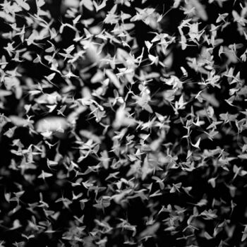 Photographie intitulée "Éphémères éphémères" par Yann Le Ligeour, Œuvre d'art originale, Photographie non manipulée Monté su…