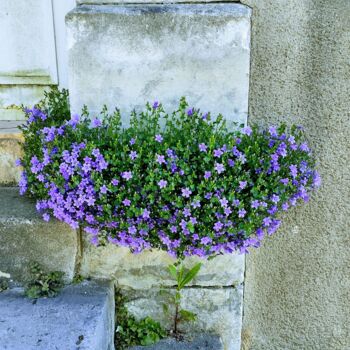 Photographie intitulée "La campanule des mu…" par Emma Laflute, Œuvre d'art originale, Photographie non manipulée