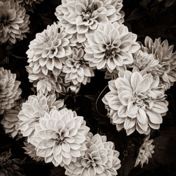 제목이 "Dahlia Mandala – Ge…"인 사진 Sanzhi Chieh로, 원작, 디지털