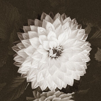摄影 标题为“Dahlia Mandala – Ge…” 由Sanzhi Chieh, 原创艺术品, 数码摄影