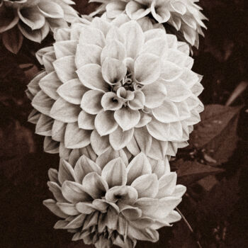 Fotografia intitulada "Dahlia Mandala – Ge…" por Sanzhi Chieh, Obras de arte originais, Fotografia digital