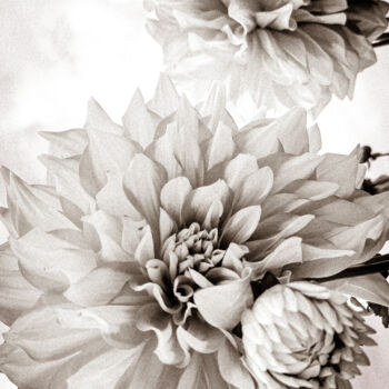 摄影 标题为“Dahlia Mandala – Ge…” 由Sanzhi Chieh, 原创艺术品, 数码摄影