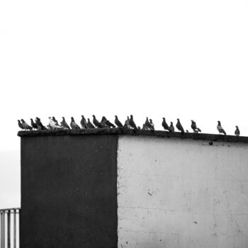 Photography titled "Pigeons" by Andres Mallen, Original Artwork, Analog photography Mounted on artwork_cat.