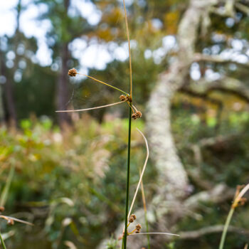 Fotografie getiteld "Photo d'une tige de…" door Coralie Dauzats, Origineel Kunstwerk, Digitale fotografie