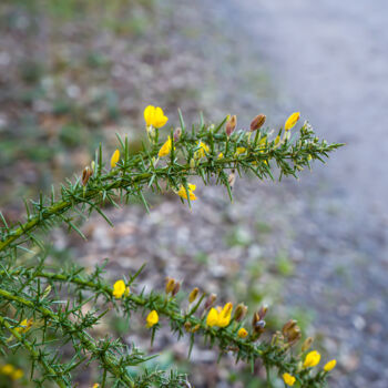 Fotografie getiteld "Un ajonc lumineux p…" door Coralie Dauzats, Origineel Kunstwerk, Digitale fotografie