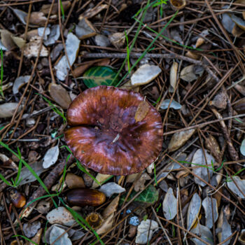 Fotografie getiteld "L’ermite de la forêt" door Coralie Dauzats, Origineel Kunstwerk, Digitale fotografie