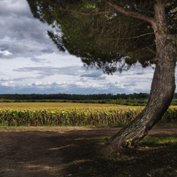Photographie intitulée "Pin parasol" par Jacques Sebag, Œuvre d'art originale, Impression numérique
