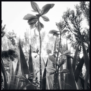 Photographie intitulée ""Resistances Végéta…" par Ana Bloom, Œuvre d'art originale, Aluminium