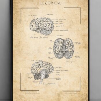 Drawing titled "Le cerveau : coupe…" by Belkis Rabie, Original Artwork, Pencil