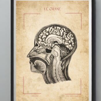 Drawing titled "La crâne : coupe sa…" by Belkis Rabie, Original Artwork, Pencil