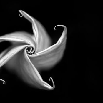 Photography titled "Emmenez-moi" by Ange Too Koor, Original Artwork, Digital Print