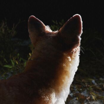 Photographie intitulée "Renard 1" par Nathan Ghali, Œuvre d'art originale, Aluminium