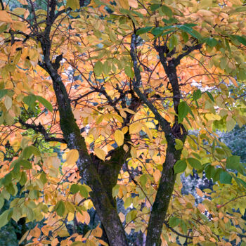 Photography titled "CUTS-United colors" by Olivier Cuvelette, Original Artwork, Digital Print