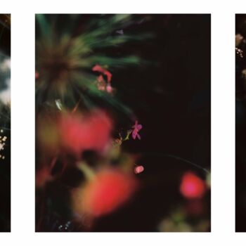Photography titled "Vision eupatorium r…" by Julia Genet, Original Artwork, Analog photography
