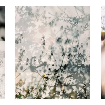 Photographie intitulée "Vision rudbeckia et…" par Julia Genet, Œuvre d'art originale, Photographie argentique