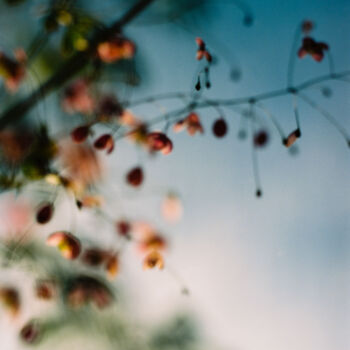 Photographie intitulée "Vision fleurs VI" par Julia Genet, Œuvre d'art originale, Photographie argentique