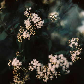 Photographie intitulée "Vision fleurs IV" par Julia Genet, Œuvre d'art originale, Photographie argentique