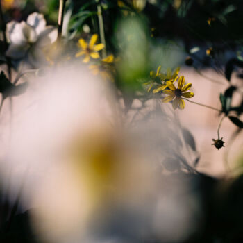 Photographie intitulée "Vision fleurs III" par Julia Genet, Œuvre d'art originale, Photographie argentique