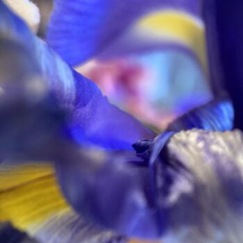 Photography titled "Photo picturale n°2" by Céline Foussadier, Original Artwork, Fabric