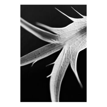 Printmaking titled "1- CHARDON - THISTLE" by Eric Gizard, Original Artwork, Analog Print