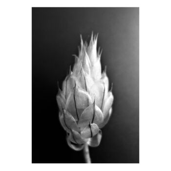 Printmaking titled "4 - BOURGEON - BUD" by Eric Gizard, Original Artwork, Analog Print