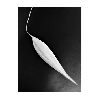 Photographie intitulée "5 - ORGE 2 - BARLEY" par Eric Gizard, Œuvre d'art originale, Tirage argentique