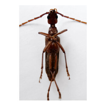 Printmaking titled "7 - INSECTE - INSECT" by Eric Gizard, Original Artwork, Analog Print