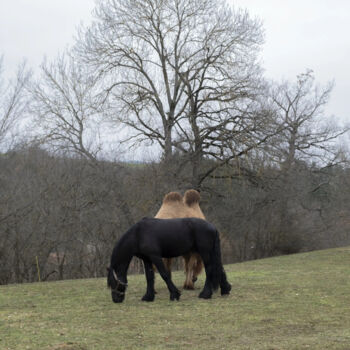 Photographie intitulée "Espèce en voie d'ex…" par Laetitia Danglade, Œuvre d'art originale