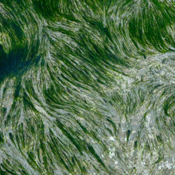 Photography titled "Marée basse" by Frédéric Fleury, Original Artwork
