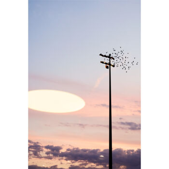 Photography titled "FRAMED-Birdz" by Olivier Cuvelette, Original Artwork, Digital Print
