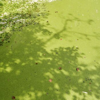 Photography titled "FUSIONS-Green shado…" by Olivier Cuvelette, Original Artwork, Digital Print