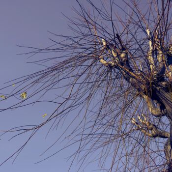 Photography titled "CUTS-The cure's cut" by Olivier Cuvelette, Original Artwork, Digital Print